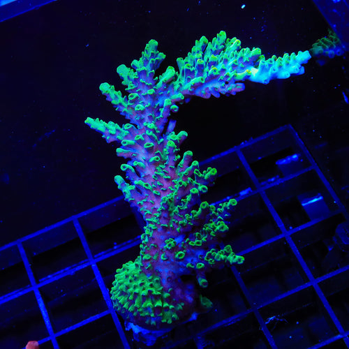 TSA Dan Aykroyd Acropora XL Frag Coral