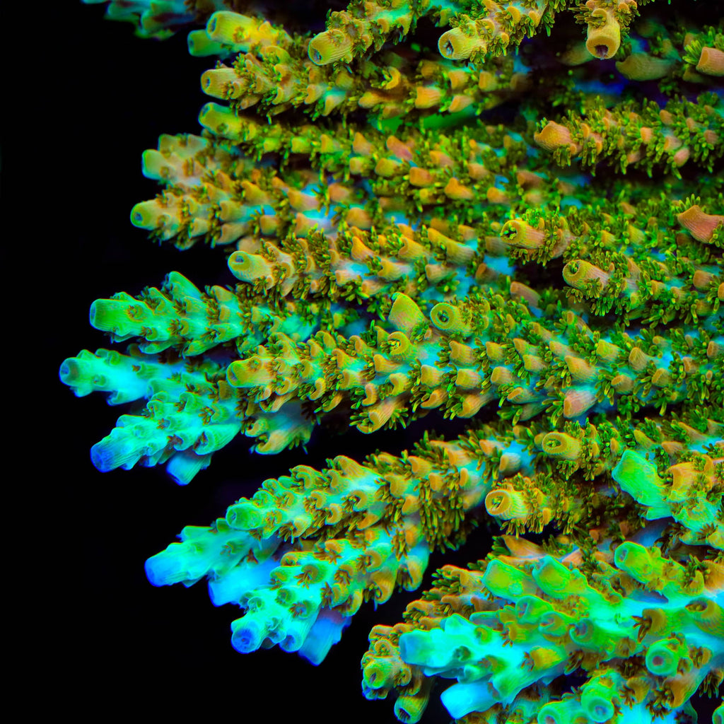 TSA Dan Aykroyd Acropora XL Frag Coral
