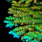 TSA Dan Aykroyd Acropora XL Frag Coral