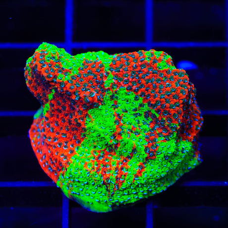 TSA Danger Zone Montipora Coral