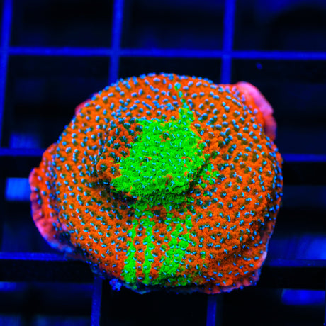TSA Danger Zone Montipora Coral