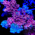 TSA Dantes Inferno Acropora Coral