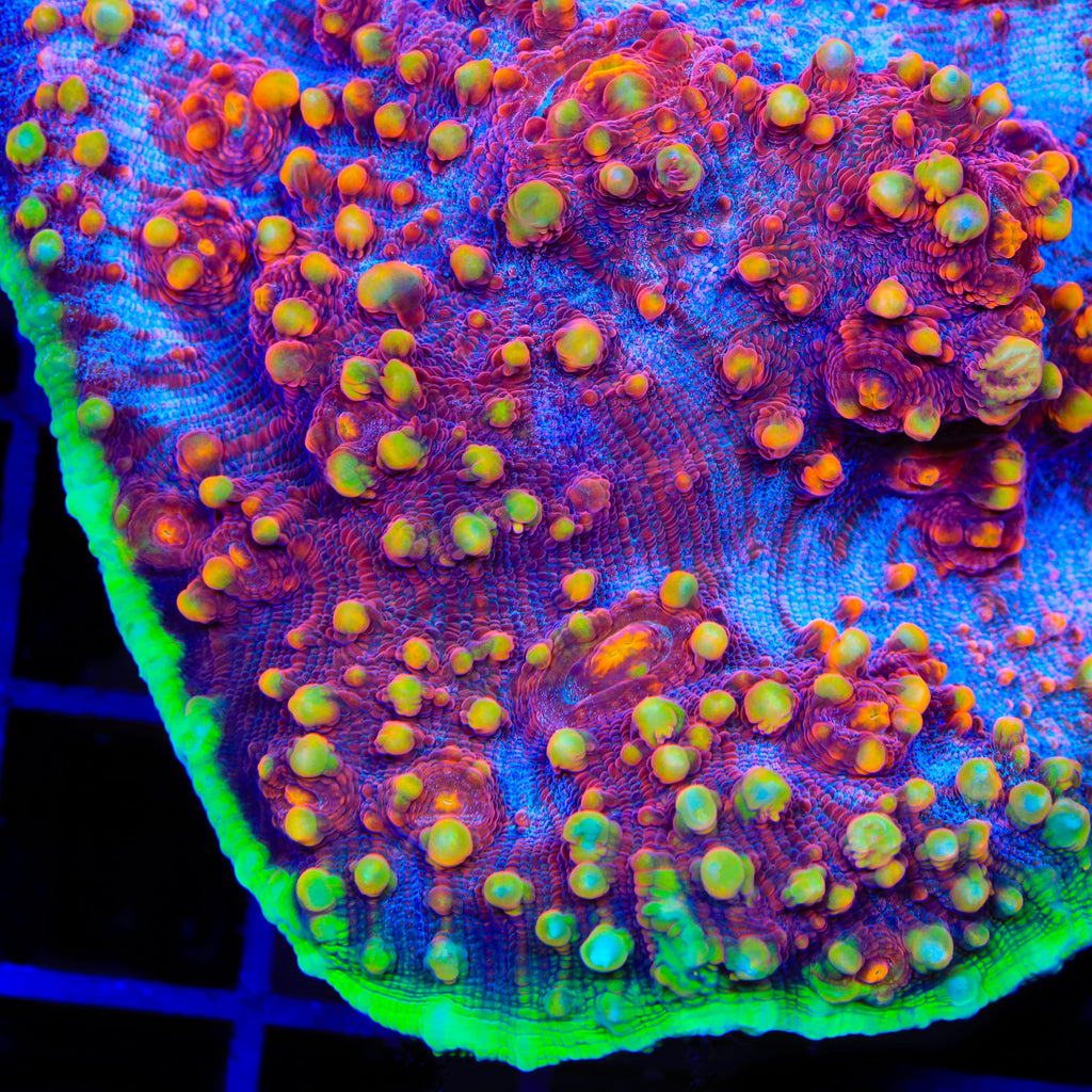 TSA Dantes Inferno Chalice Coral