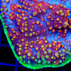 TSA Dantes Inferno Chalice Coral