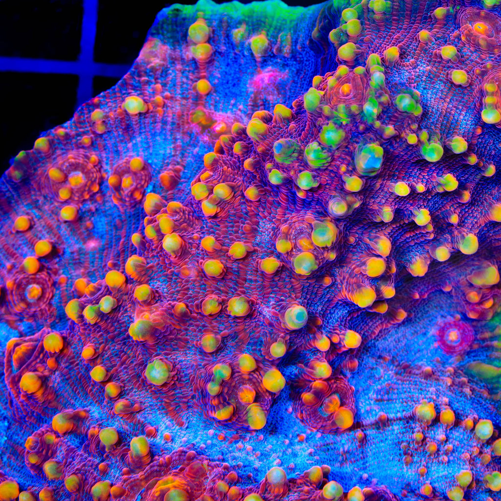 TSA Dantes Inferno Chalice Coral