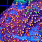 TSA Dantes Inferno Chalice Coral