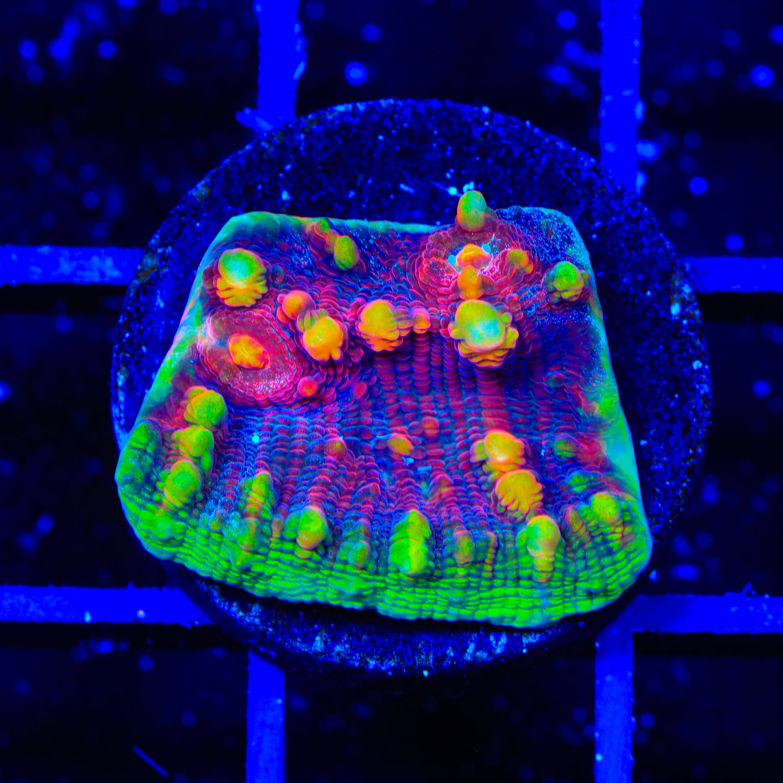 TSA Dantes Inferno Chalice Coral