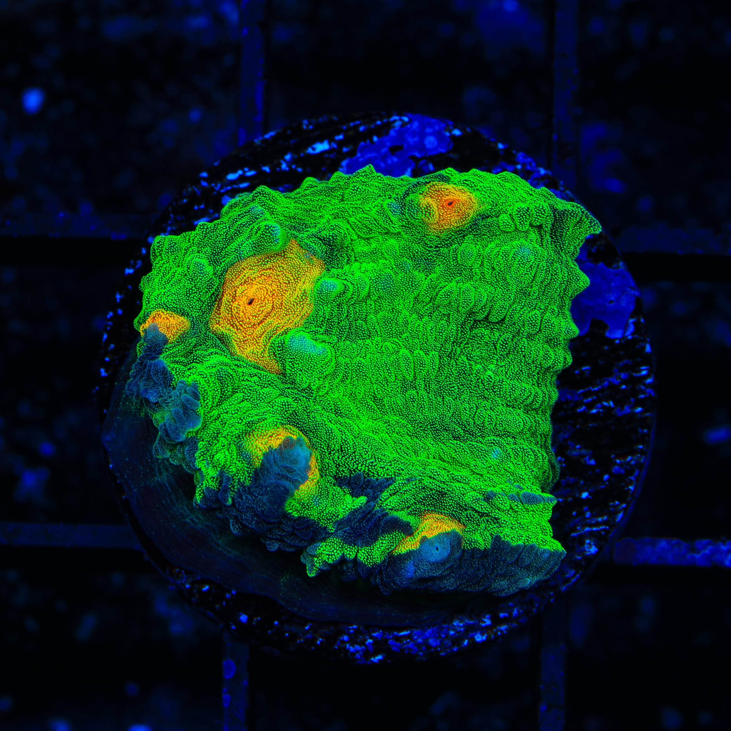 TSA Dark Side of the Moon Chalice Coral