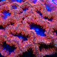 TSA Dark Storm Blastomussa Coral