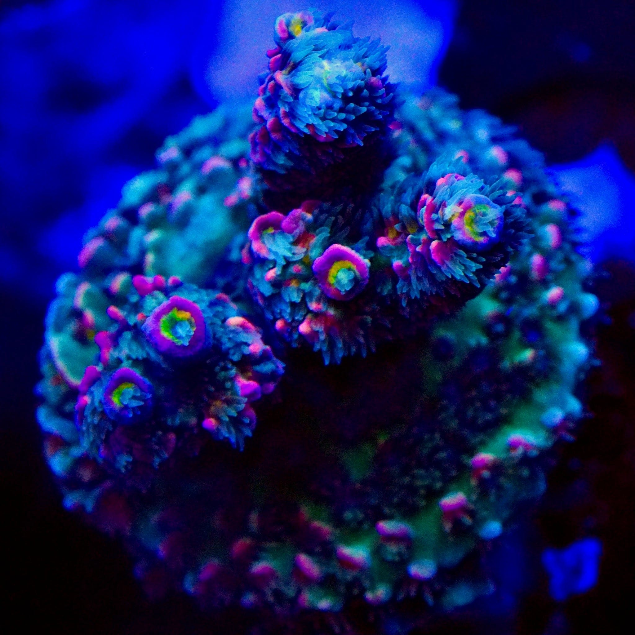TSA Dead Drop Tenuis Acropora