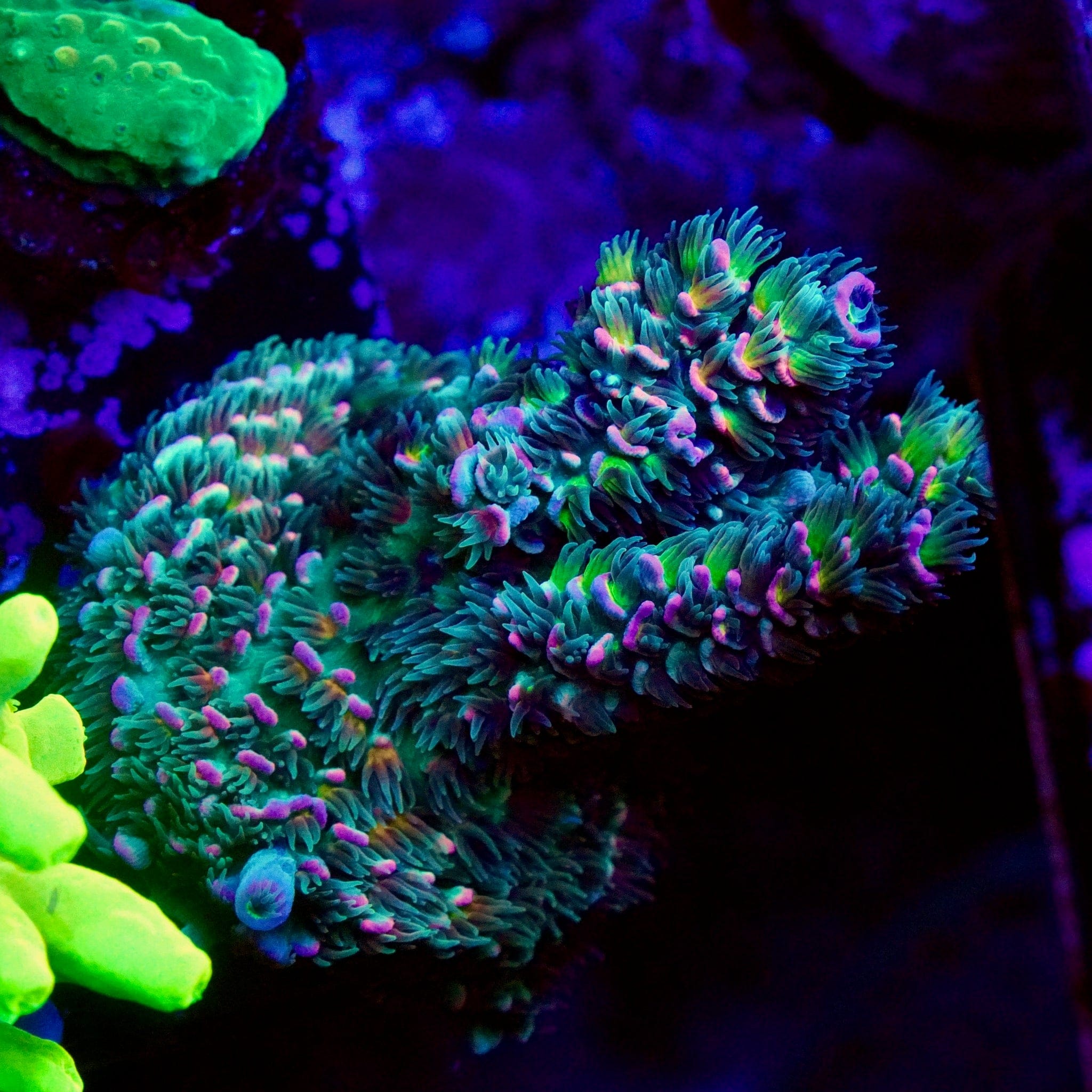 TSA Dead Drop Tenuis Acropora