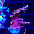TSA Deadpool Aquacultured Plate Coral