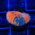 TSA Deadpool Aquacultured Plate Coral