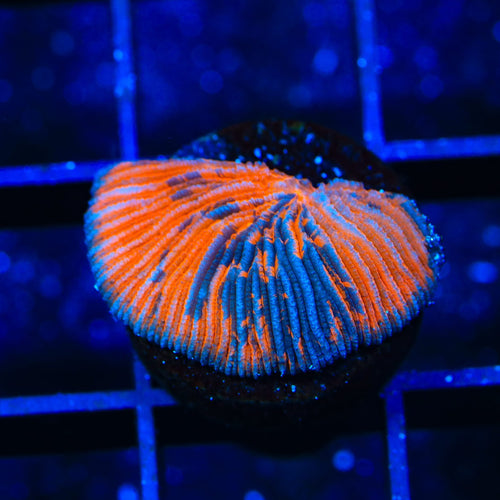 TSA Deadpool Aquacultured Plate Coral