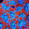TSA Death Blow Acan Coral