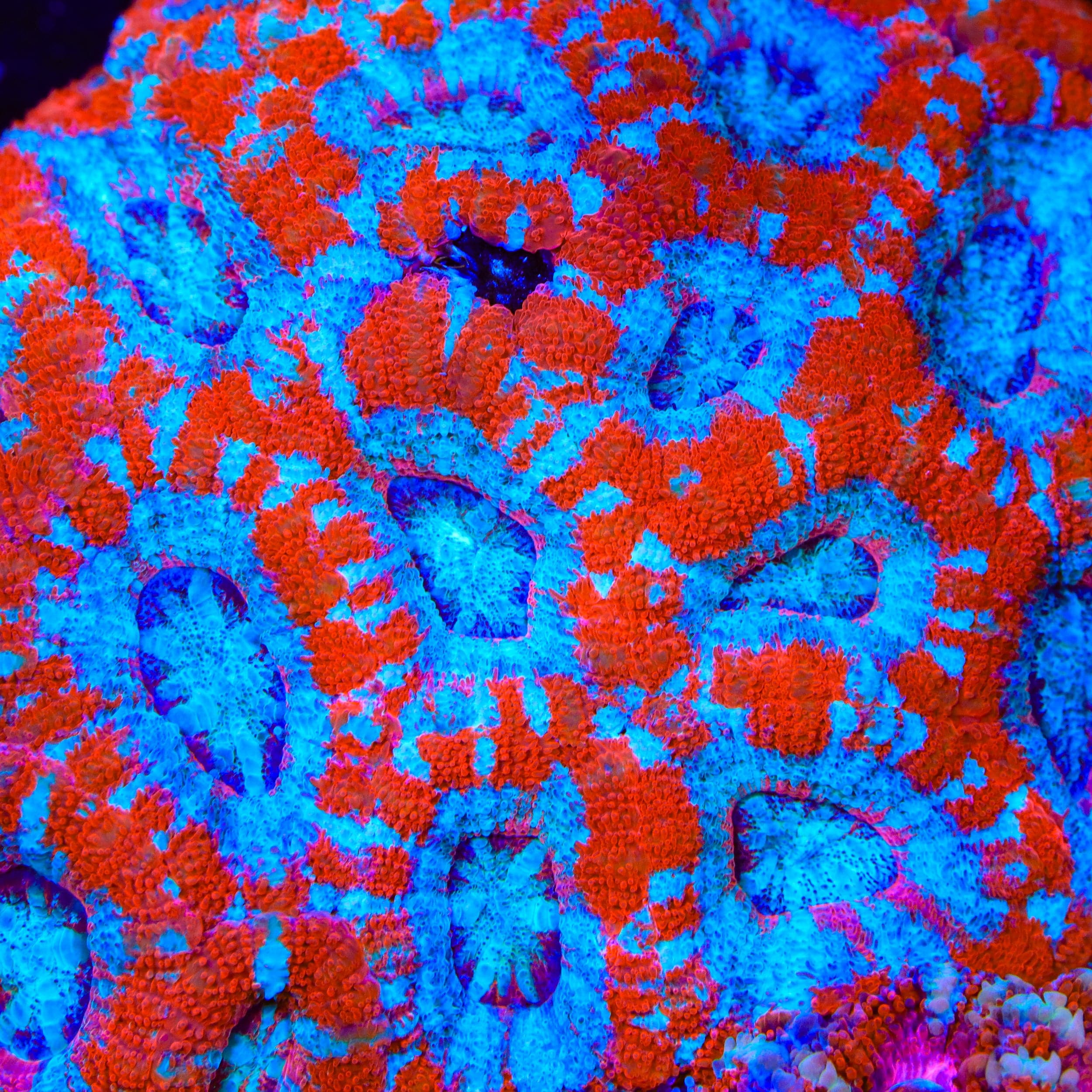 TSA Death Blow Acan Coral
