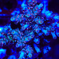 TSA Death Grimace Tenuis Acropora Coral