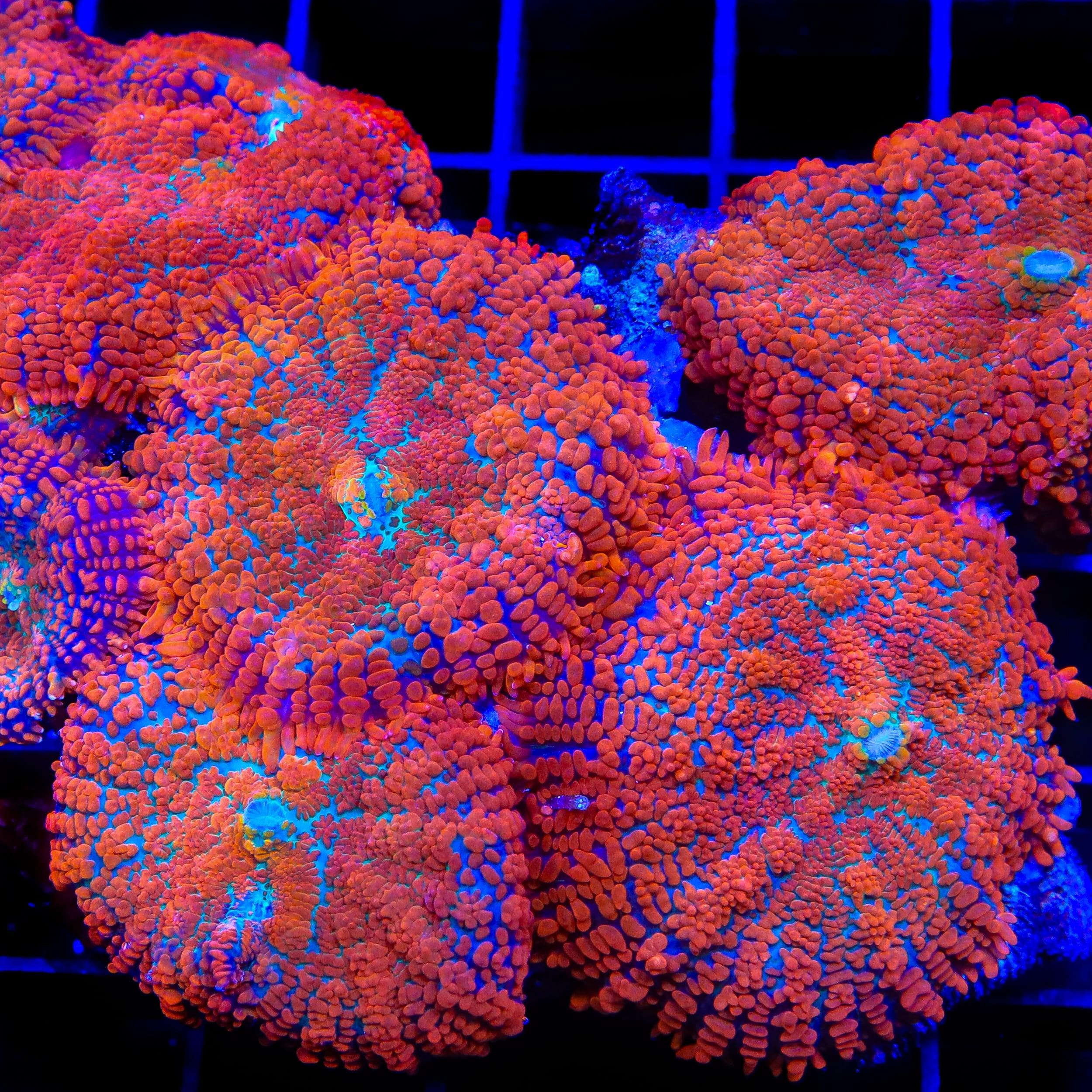 TSA Death Wish Mushroom Coral