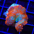 TSA Death Wish Rhodactis Mushroom Coral