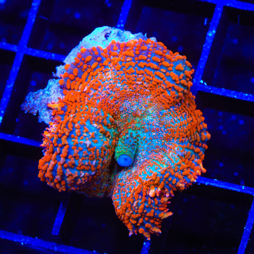 TSA Death Wish Rhodactis Mushroom Coral