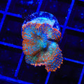 TSA Death Wish Rhodactis Mushroom Coral