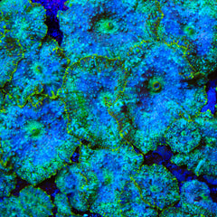 TSA Deep Space Mushroom Coral