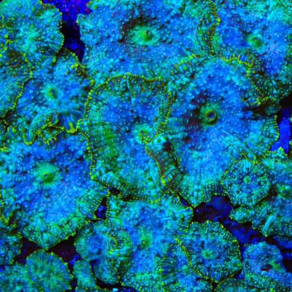 TSA Deep Space Mushroom Coral