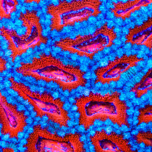 TSA Devils Wheel Acan Coral