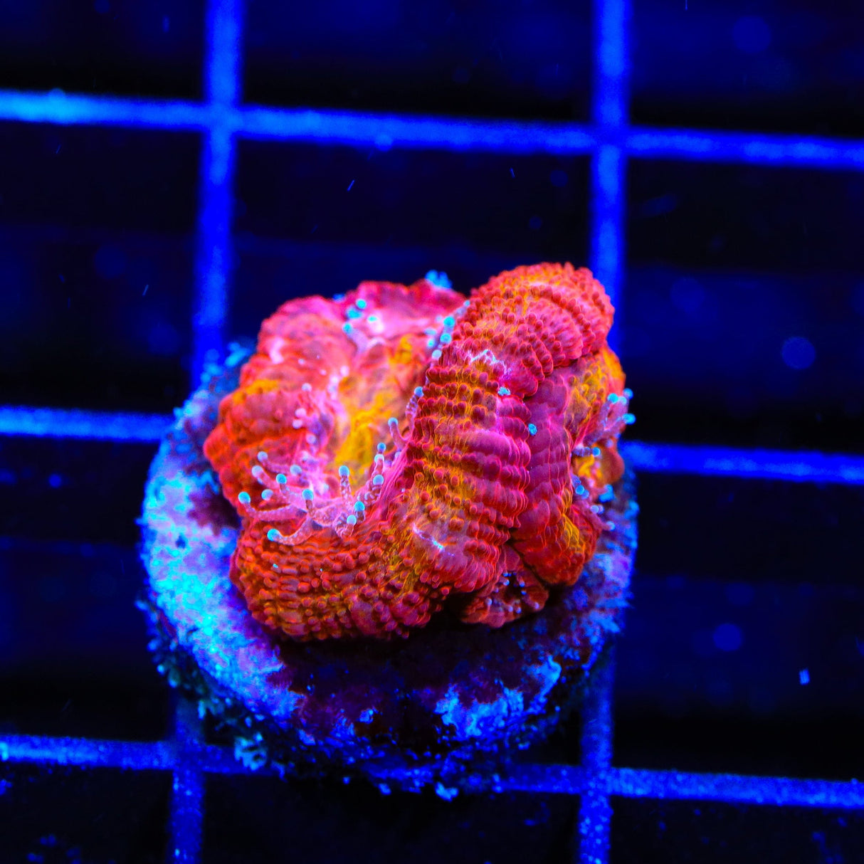 TSA Dipped in Fire Micromussa Acan Coral