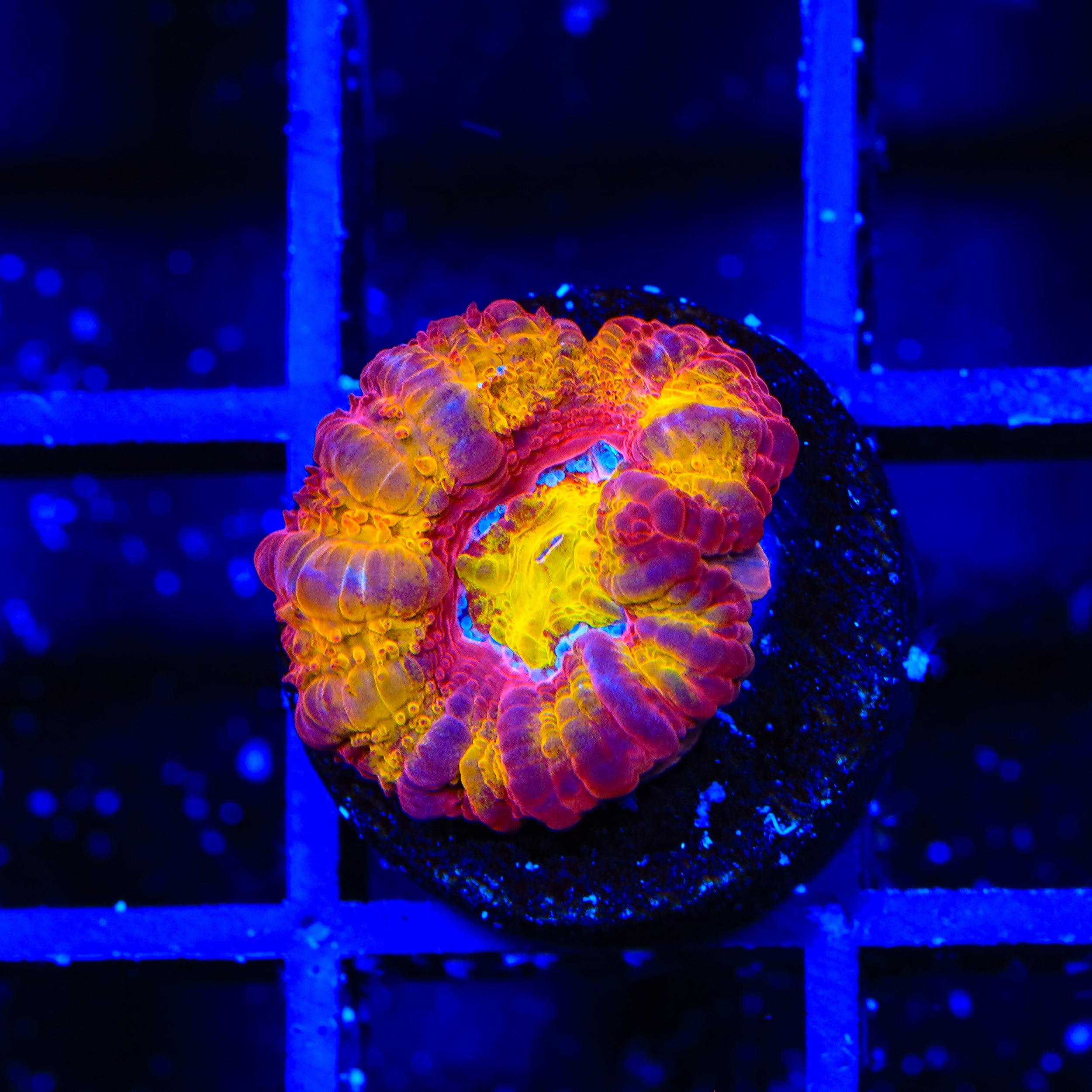 TSA Dipped in Fire Micromussa Acan Coral