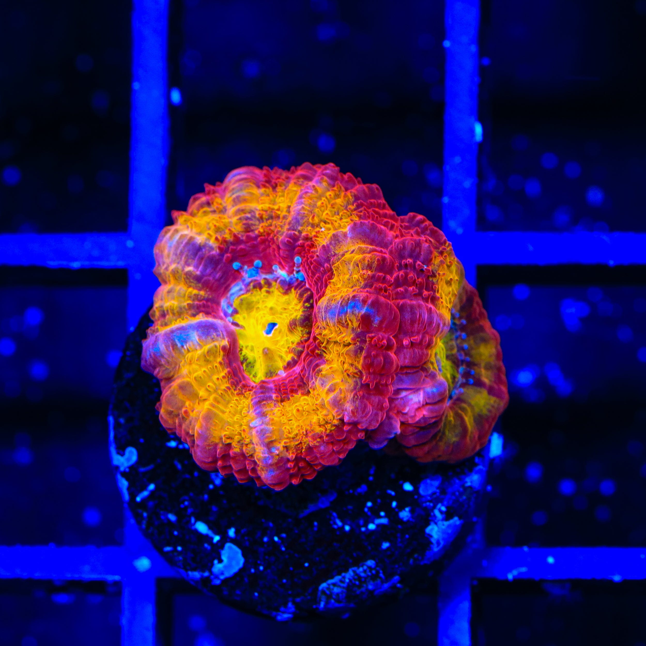 TSA Dipped in Fire Micromussa Acan Coral