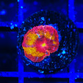 TSA Dipped in Fire Micromussa Acan Coral