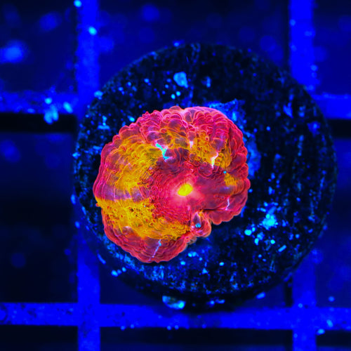TSA Dipped in Fire Micromussa Acan Coral