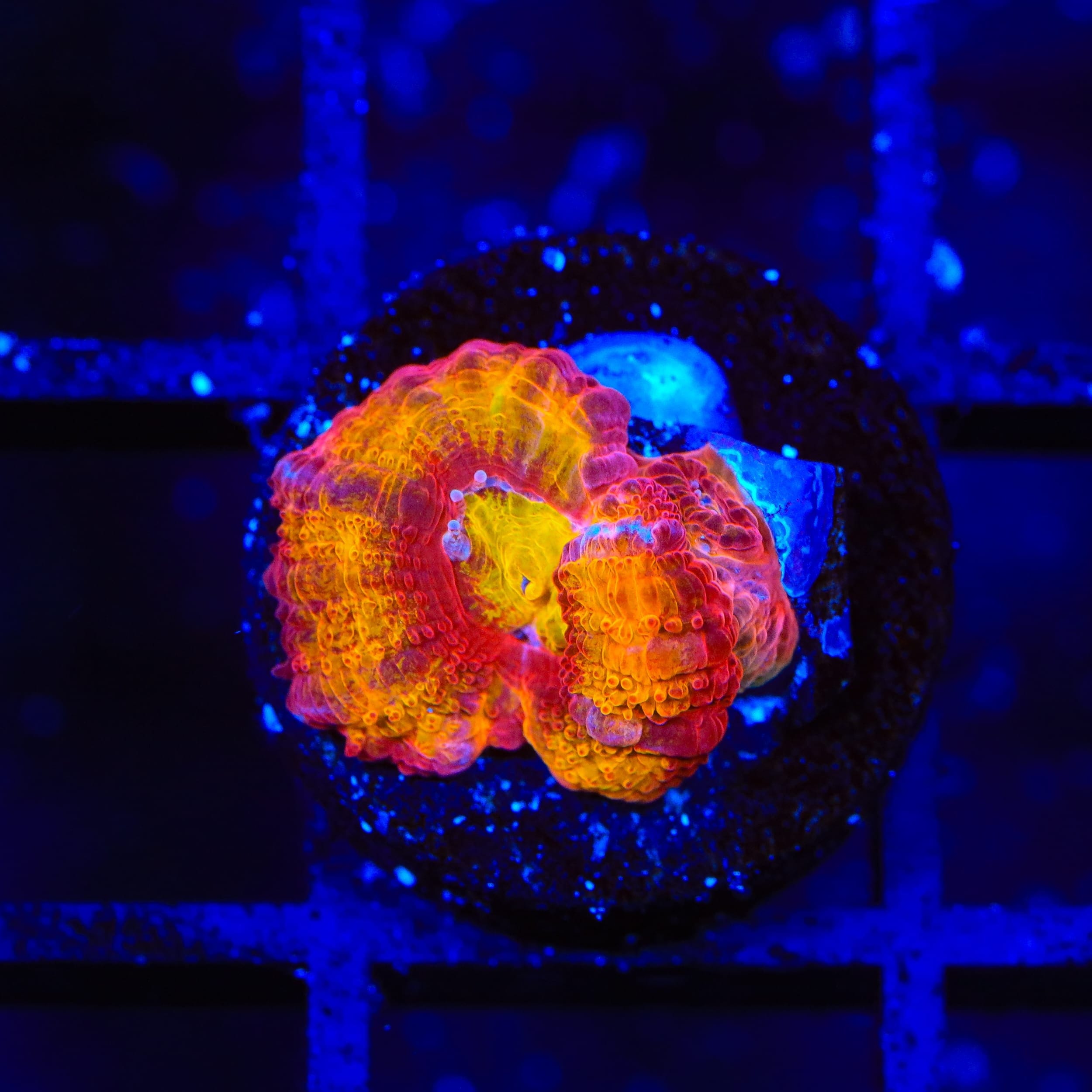 Live Corals for Sale – Page 42 – Top Shelf Aquatics