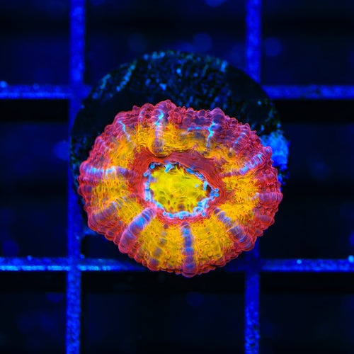 TSA Dipped in Fire Micromussa Acan Coral