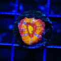 TSA Dipped in Fire Micromussa Acan Coral