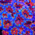 TSA Disco Acan Coral