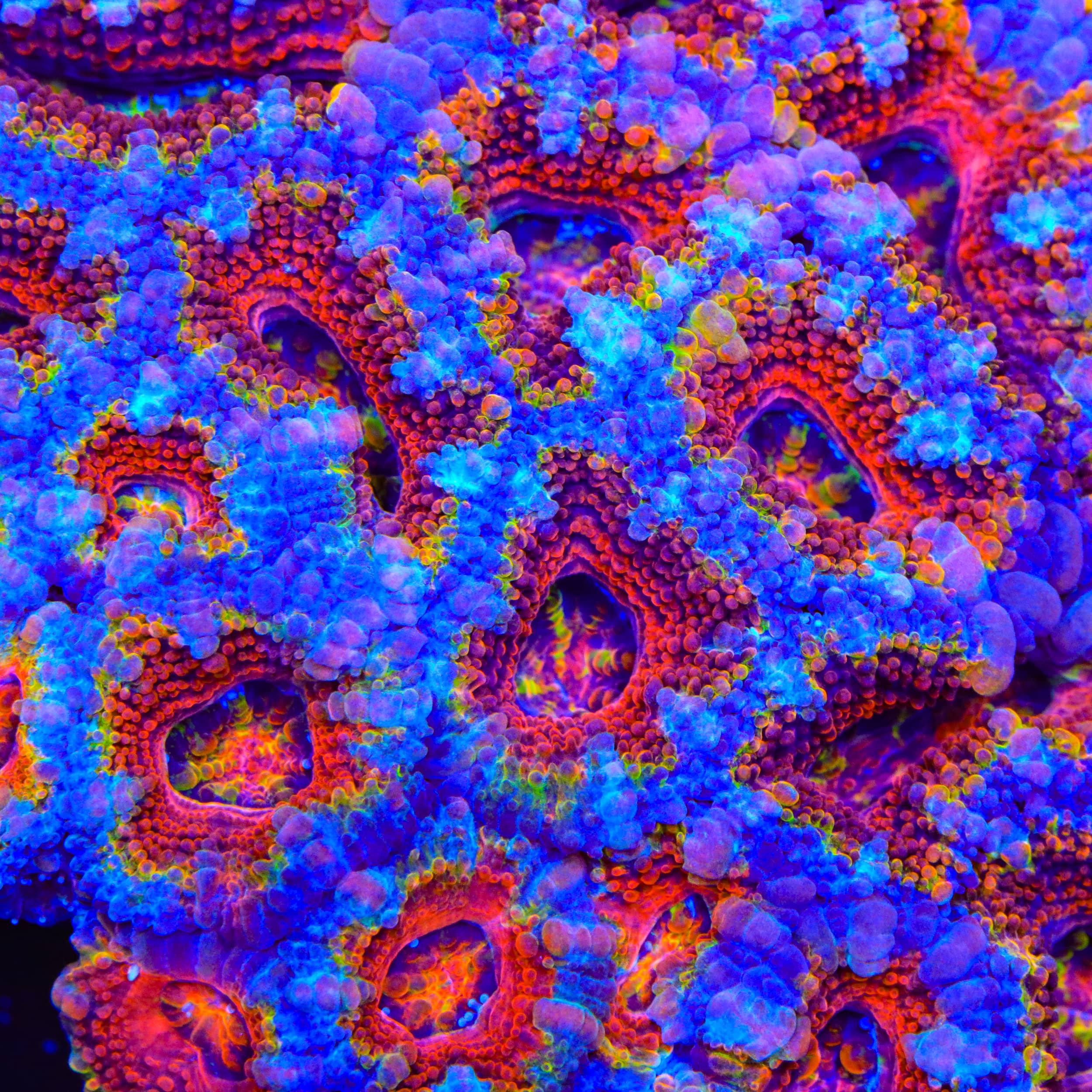 TSA Disco Acan Coral