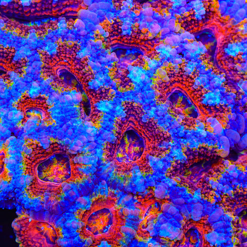TSA Disco Acan Coral