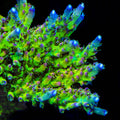 TSA Disco Fever Acropora Coral