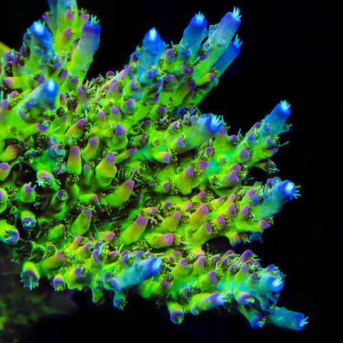 TSA Disco Fever Acropora Coral