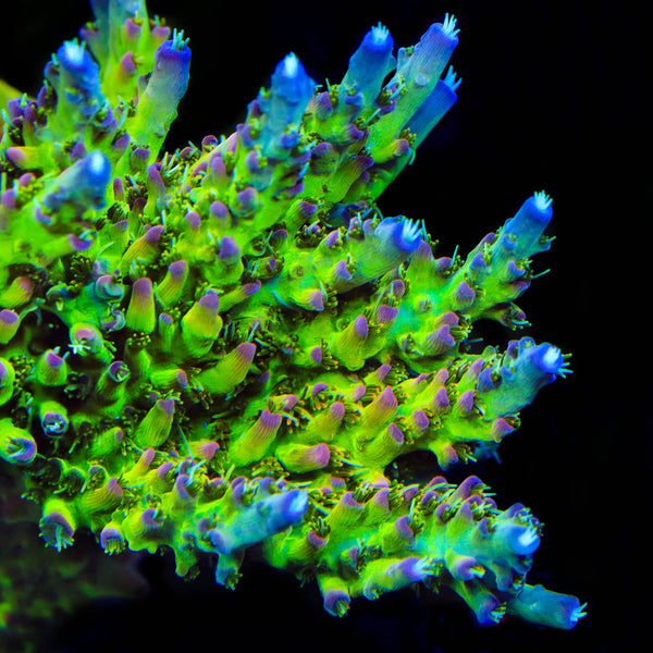 TSA Disco Fever Acropora Coral