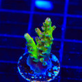 TSA Disco Fever Acropora Coral