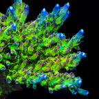 TSA Disco Fever Acropora Coral