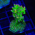 TSA Disco Fever Acropora XL Frag Coral