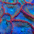 TSA Divers Bay Mushroom Coral