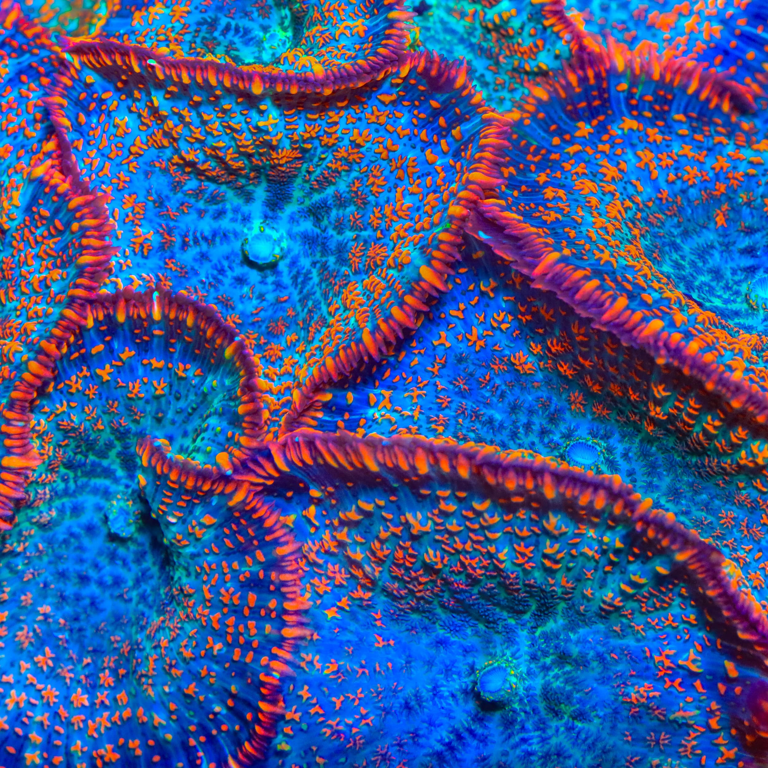 TSA Divers Bay Mushroom Coral
