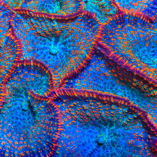TSA Divers Bay Mushroom Coral