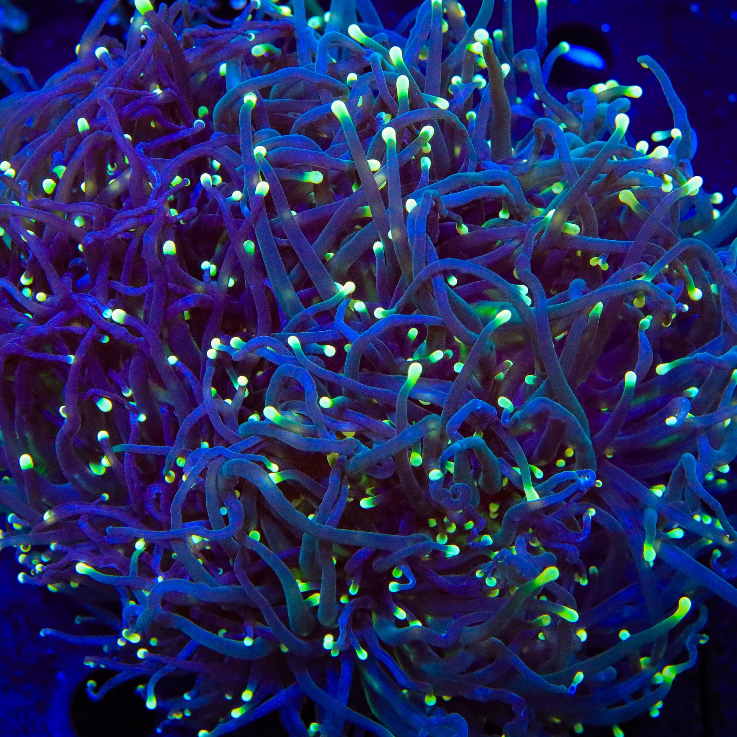 TSA Doomsday Torch Coral