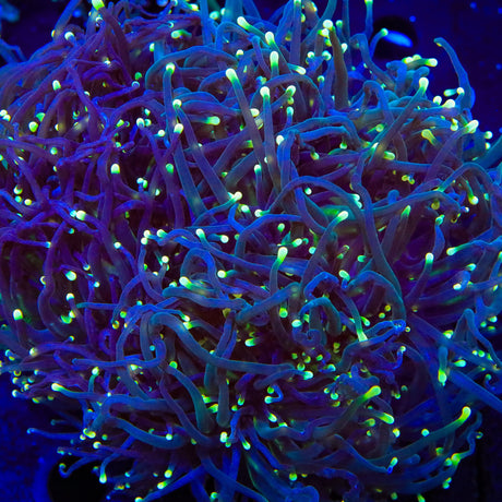 TSA Doomsday Torch Coral